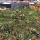 Terreno à venda no bairro Jardim Itamaraty em Jaú - SP